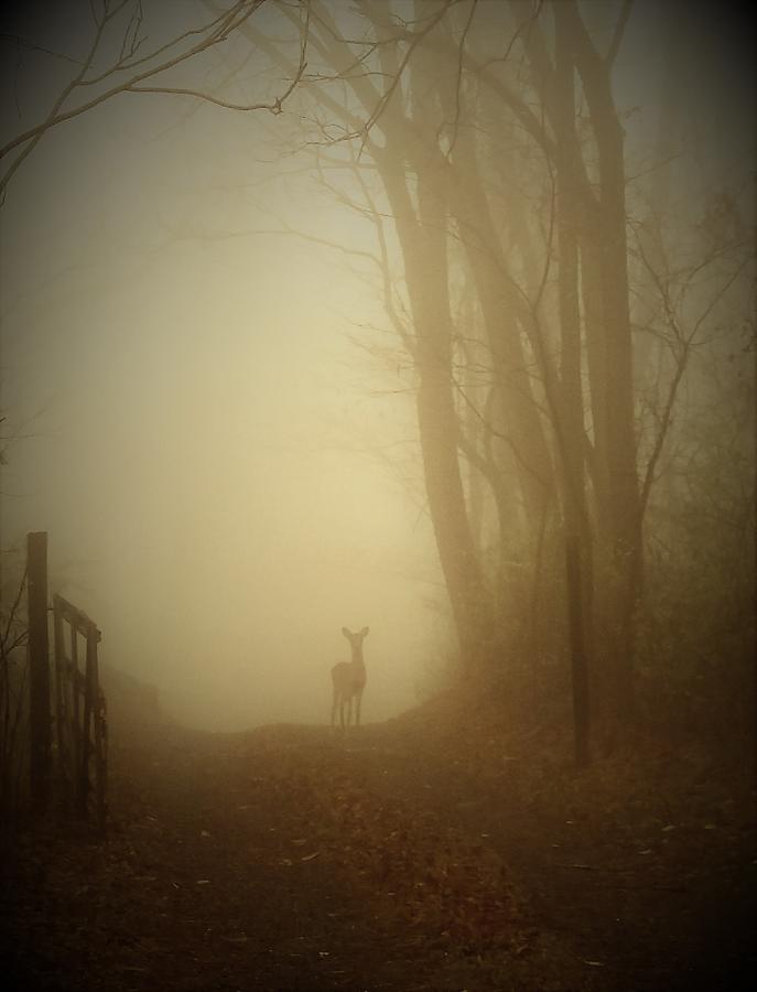 Deer Photograph - Peeking Through The Fog by Laura Corebello