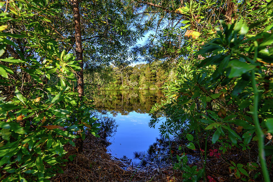 Peeking Through The Forest Photograph by Michael Scott