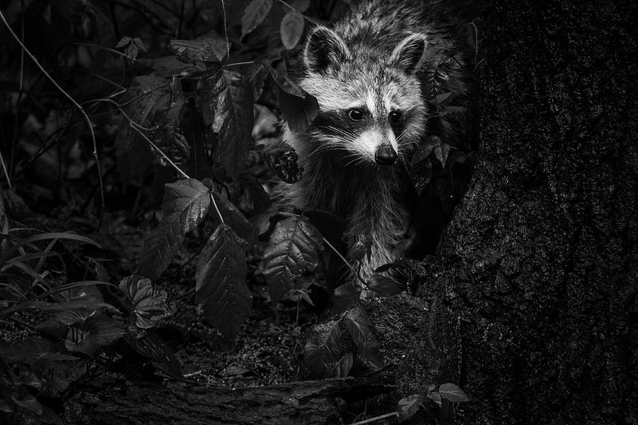 Peeking Through the Poison Ivy Mommy Raccoon Black and White Photograph by Carol Senske