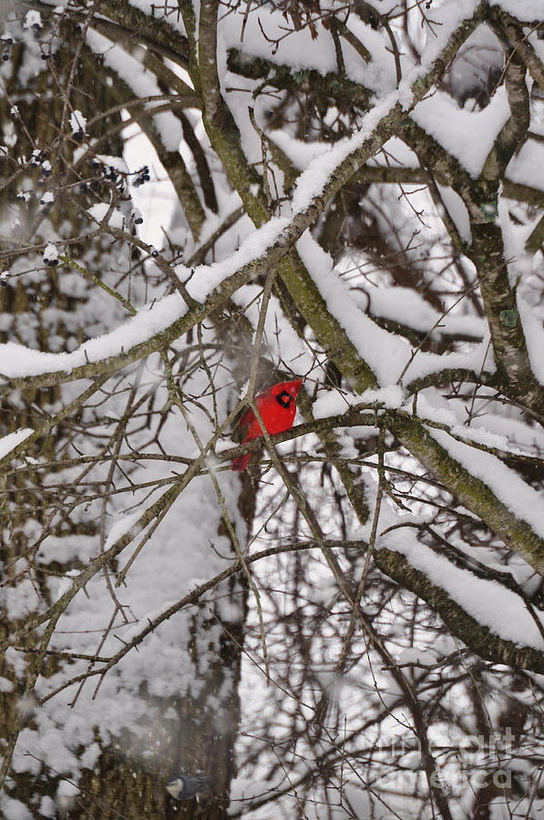 Peeking through Winter Photograph by Heather Maria | Fine Art America