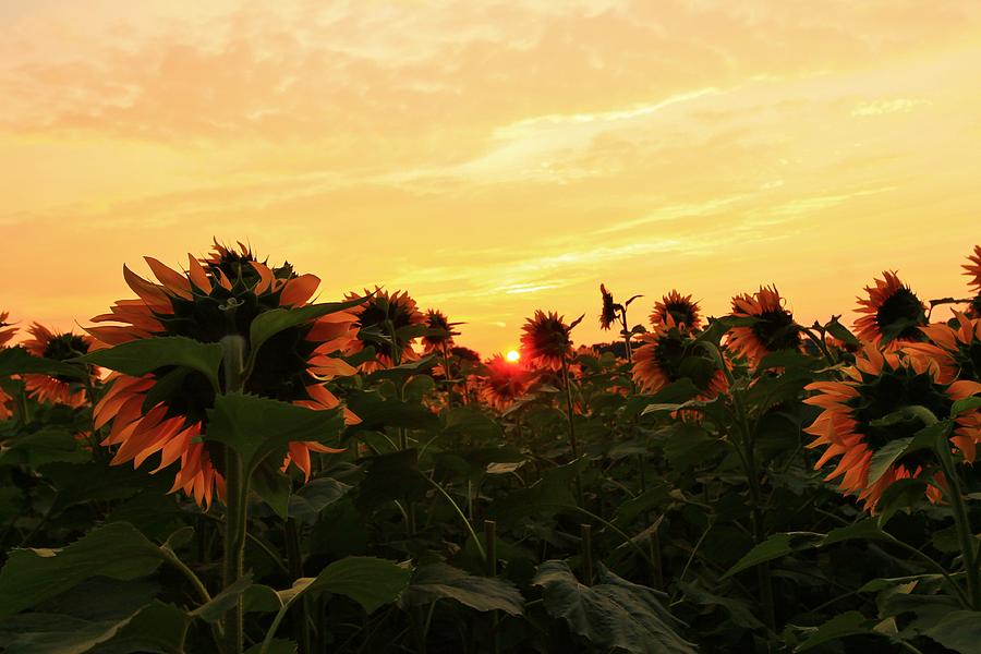 Peeking Throught the Sunflowers Photograph by Catie Canetti