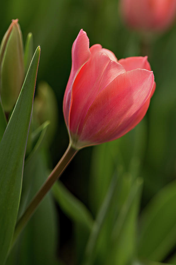 Nature Photograph - Peeking Tulip by Mary Jo Allen