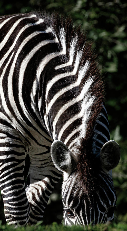 Peeking Zebra Photograph by Wes and Dotty Weber