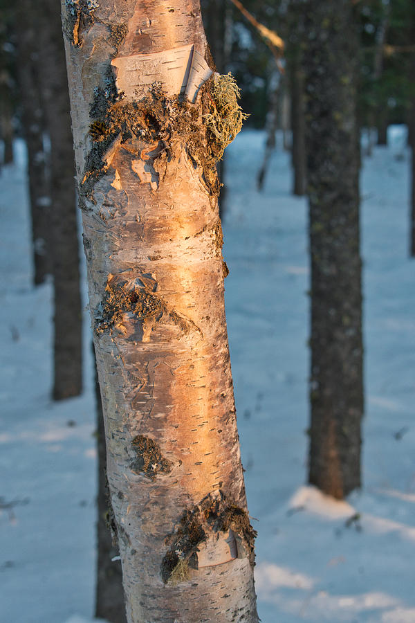 Peeling Birch Photograph by Cathy Mahnke