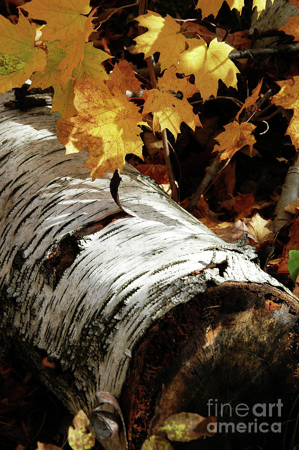 Birch Logs in Fall Photograph by Kathy Carlson - Pixels