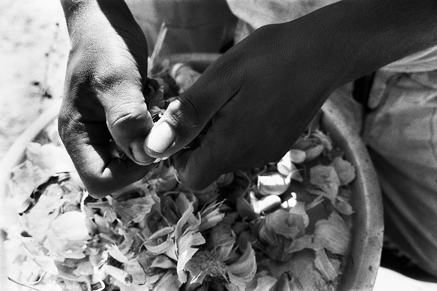 peeling garlic Sinai Egypt Photograph by Isaac Silman