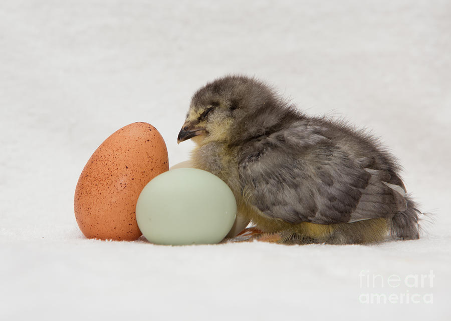 5dmkiii Photograph - Peep - Blue Ameraucana by Joshua Clark 5dmkiii Photograph - Peep - Blue Ameraucana by Joshua Clark