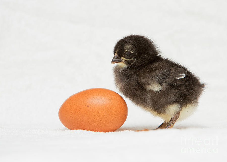 Backyard Chickens Photograph - Peep - Black Copper Marans by Joshua Clark Backyard Chickens Photograph - Peep - Black Copper Marans by Joshua Clark