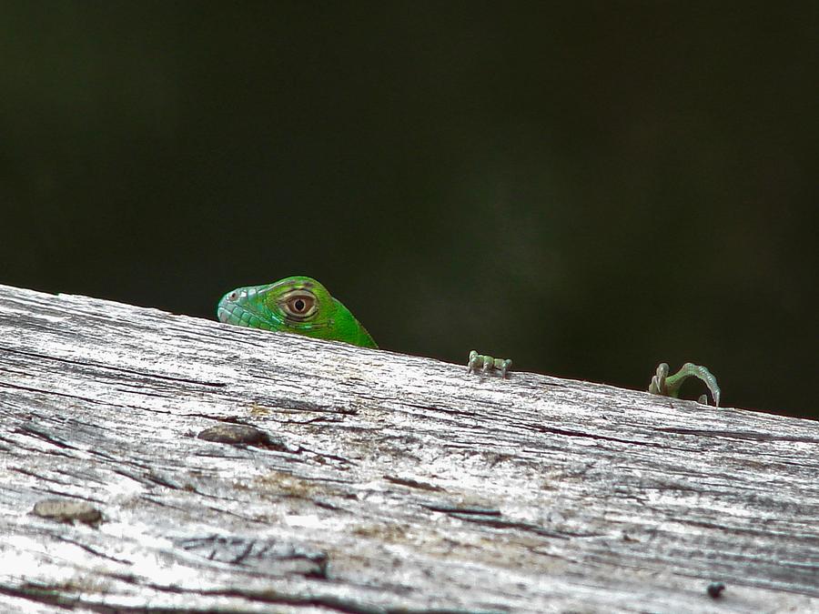Peeping Iguana Photograph by Carl Moore