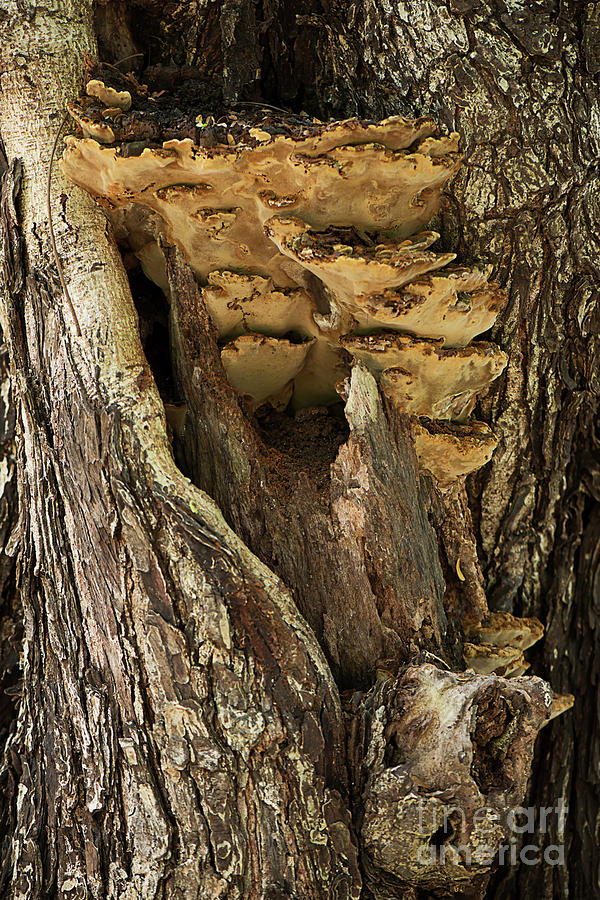 Peeping through woods Photograph by Kiran Joshi