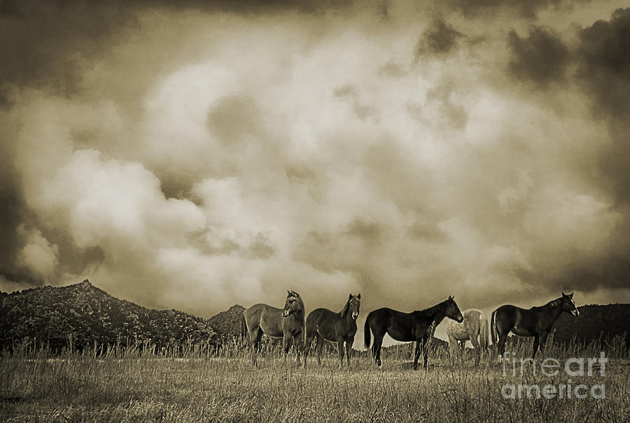 Peeples Valley Horses in Sepia Photograph by Priscilla Burgers