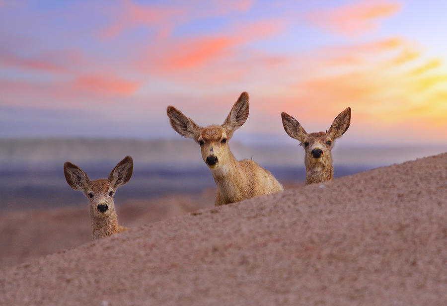 Deer Photograph - Peered by Kadek Susanto