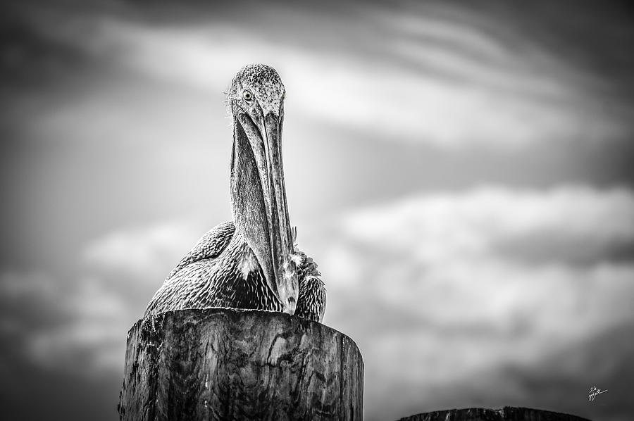 Peering Pelican Photograph by TK Goforth