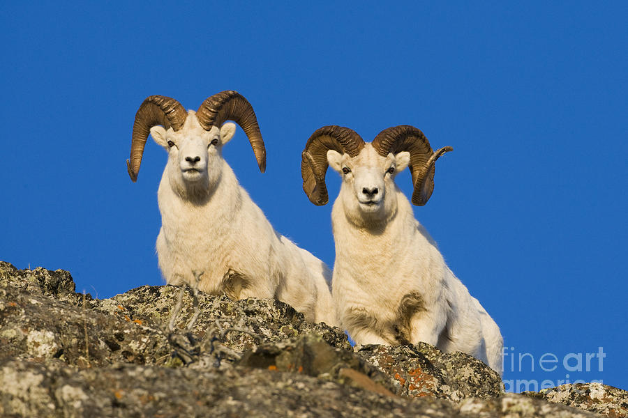 Sheep Photograph - Peering Rams by Tim Grams