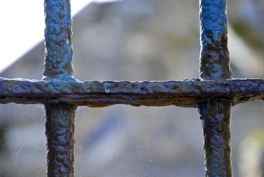 Spider Photograph - Behind Bars by Norma Brock