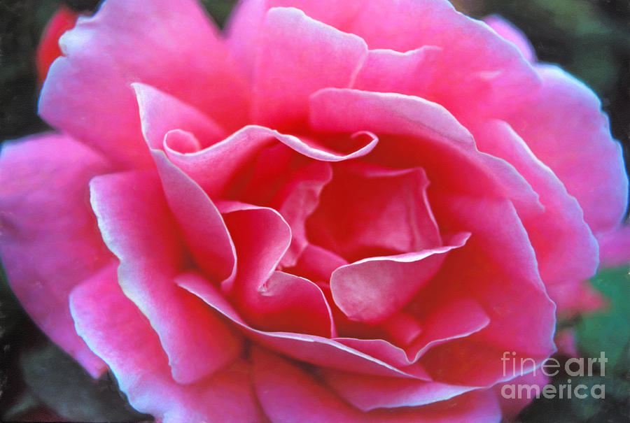 Hybrid Tea Rose Photograph - Peggy Lee Rose Bridal Pink by David Zanzinger
