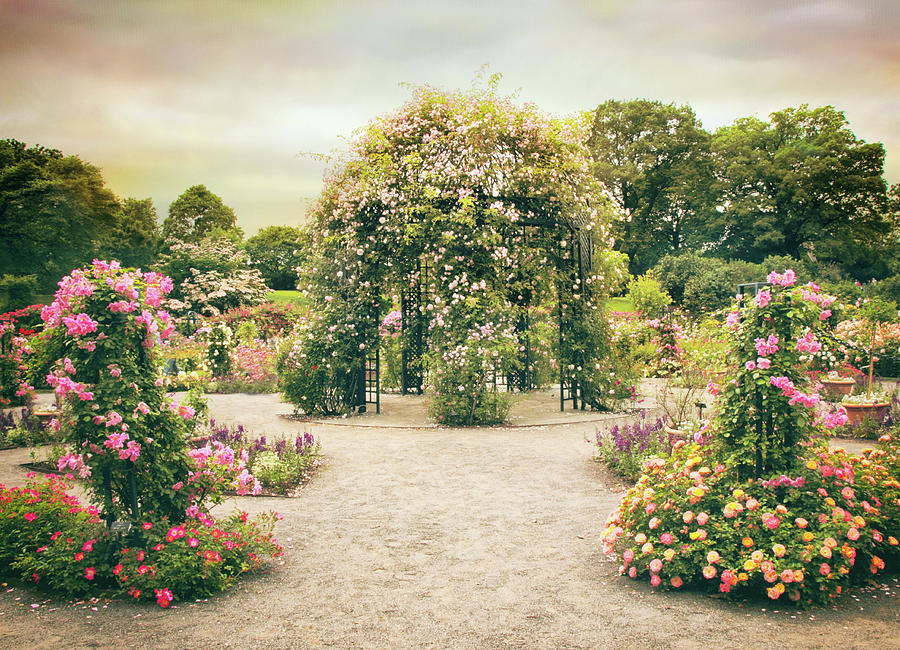 Rose Photograph - Peggys Rose Garden by Jessica Jenney