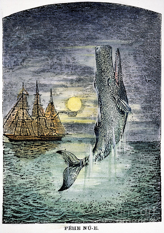 Pehe Nu-e - Moby Dick Drawing by Granger