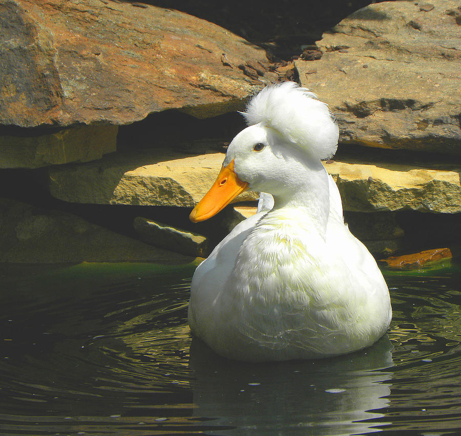 Pekin Pop Top Duck Photograph by Sandi OReilly