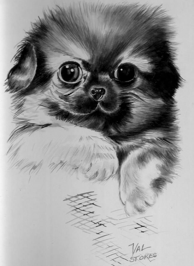 Cute Puppy Painting - Pekinese puppy by Val Stokes