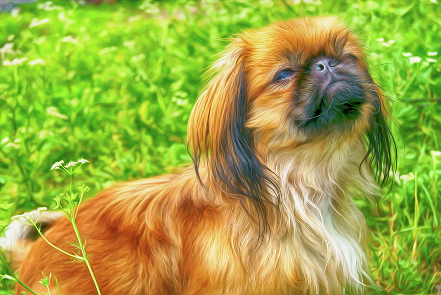 Pekingese Brown Dog - Diamond Painting 