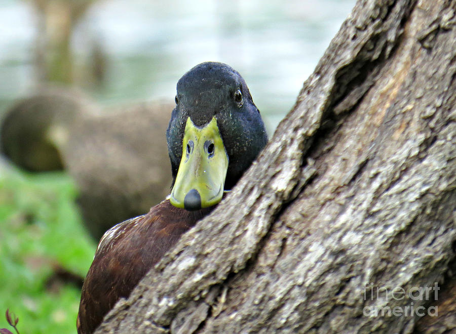 Peking Duck Photograph by Evie Hanlon