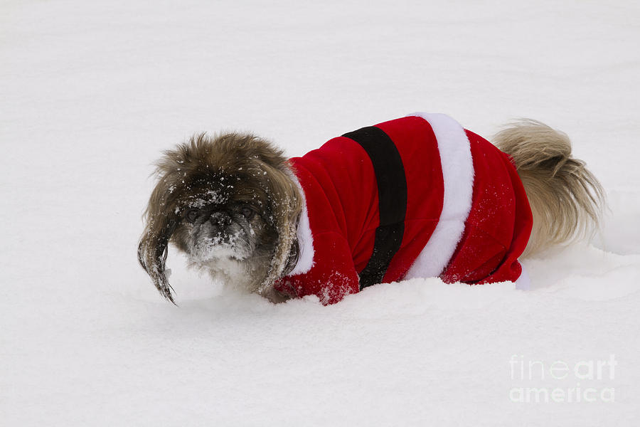 Pekingese Dog In Santa Outfit Photograph by Kenneth M. Highfill
