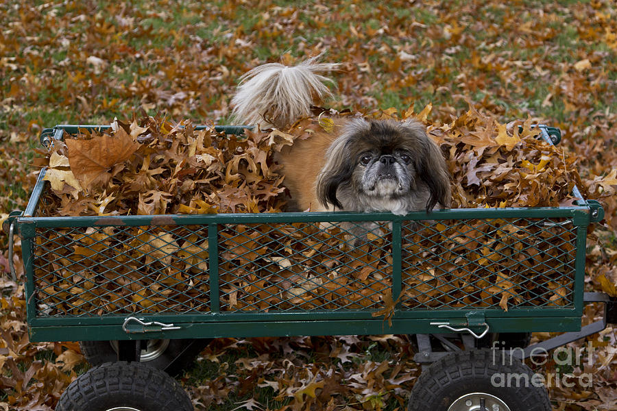 Pekingese Dog In Wagon Photograph by Kenneth M. Highfill