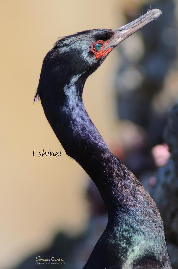 Pelagic Cormorant says I Shine Photograph by Sherry Clark