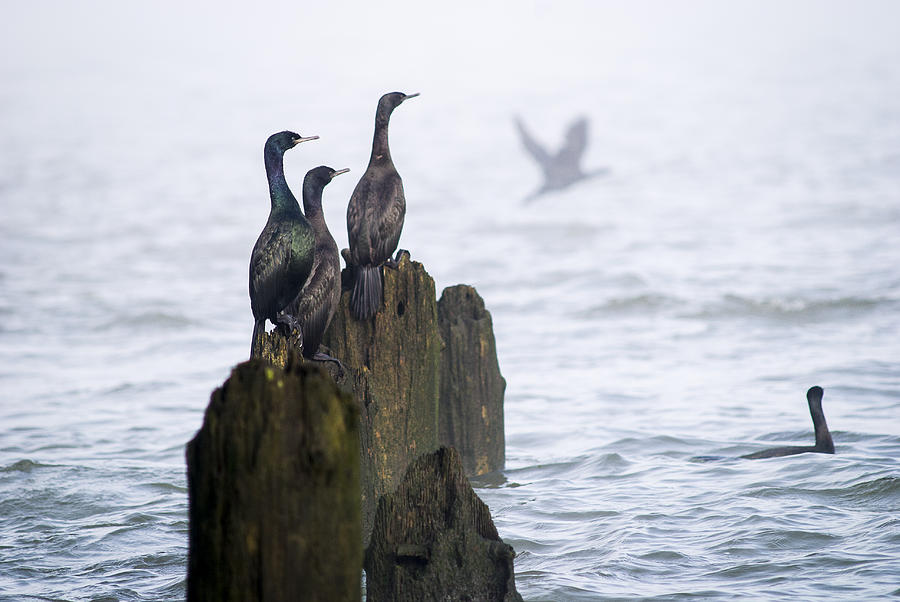 Pelagic Cormorants on Pilings. Photograph by Robert Potts