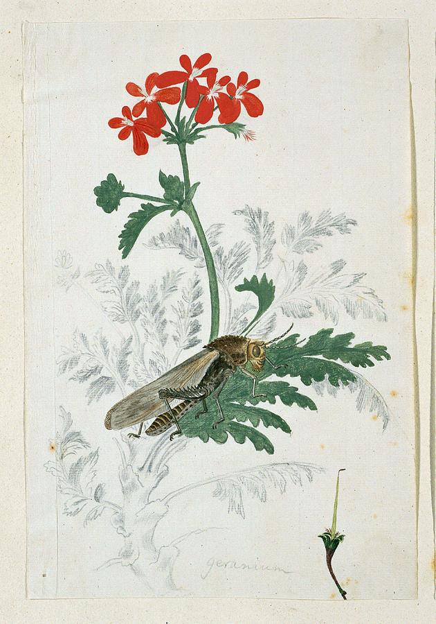 Pelargonium Fulgidum Lherit, With A Gryllida Cricket, Robert Jacob Gordon, 1777 - 1786 Painting