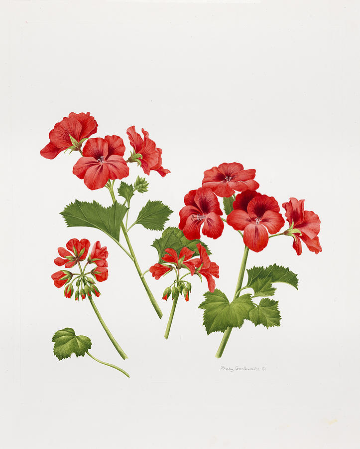 Still Life Painting - Pelargonium Geranium by Sally Crosthwaite