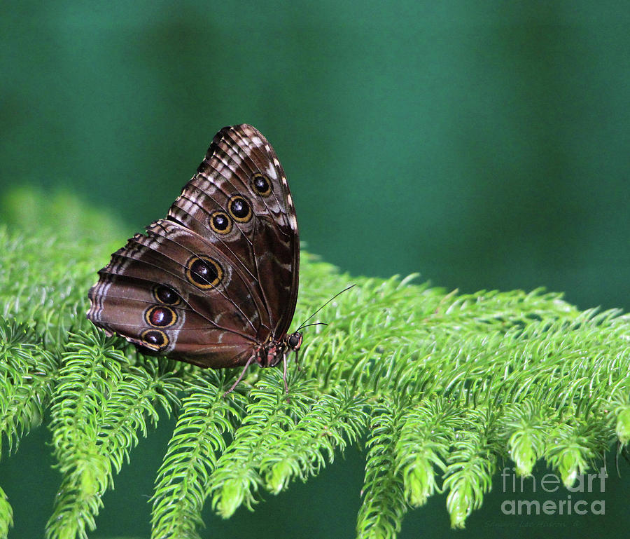 Peleides Blue Morpho Butterfly Photograph by Sandra Huston
