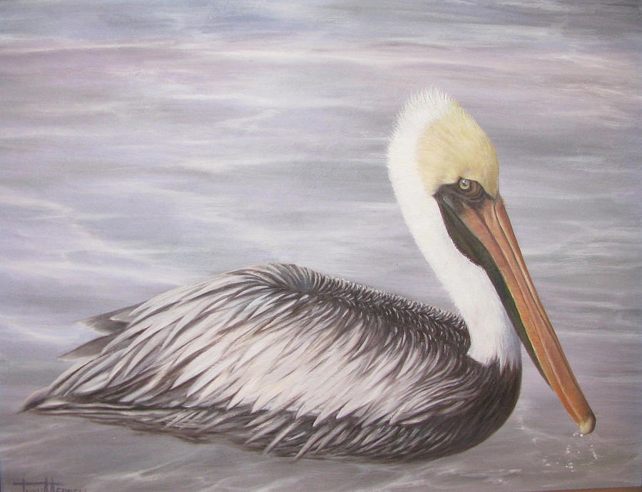 Pelican 1 in water Painting by Judy Merrell - Fine Art America