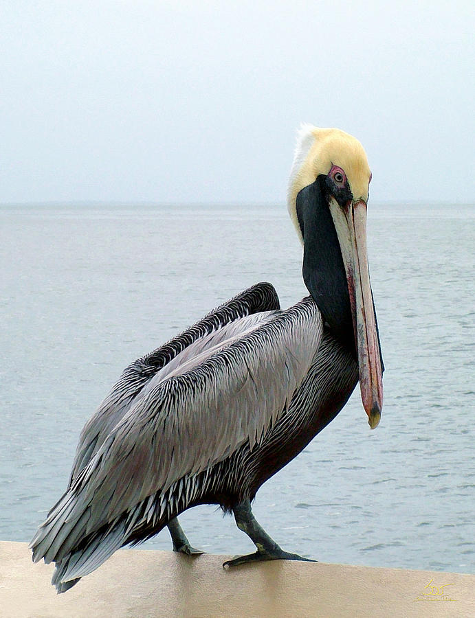 Pelican 1 Photograph by Sam Davis Johnson