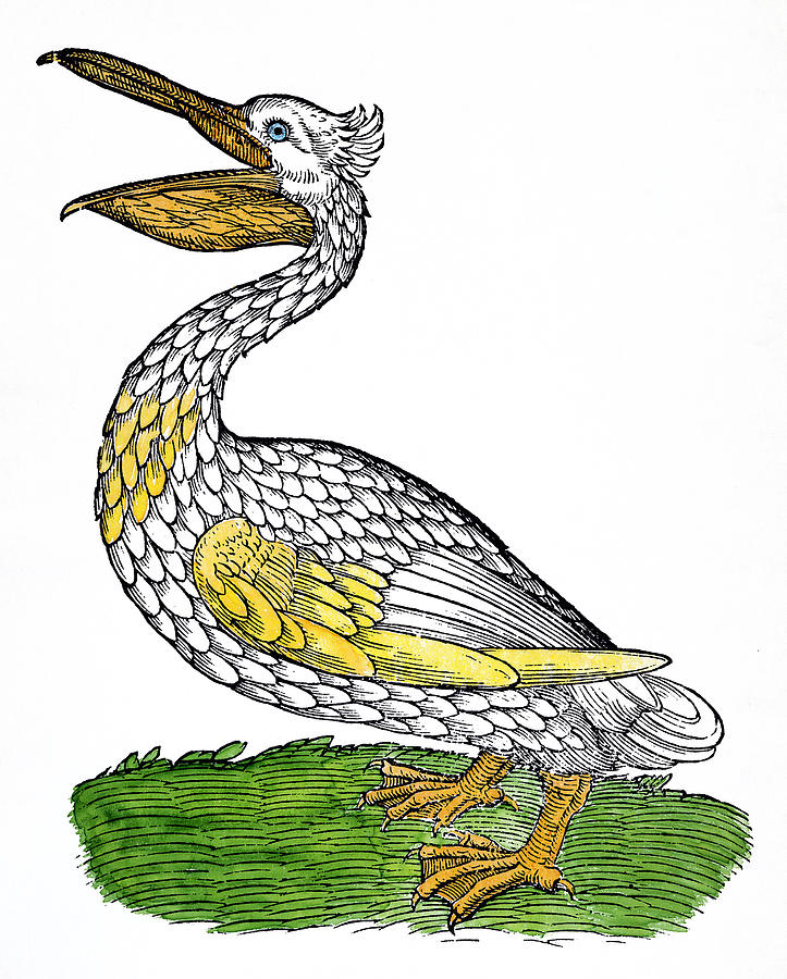 Pelican, 1560 Photograph by Granger