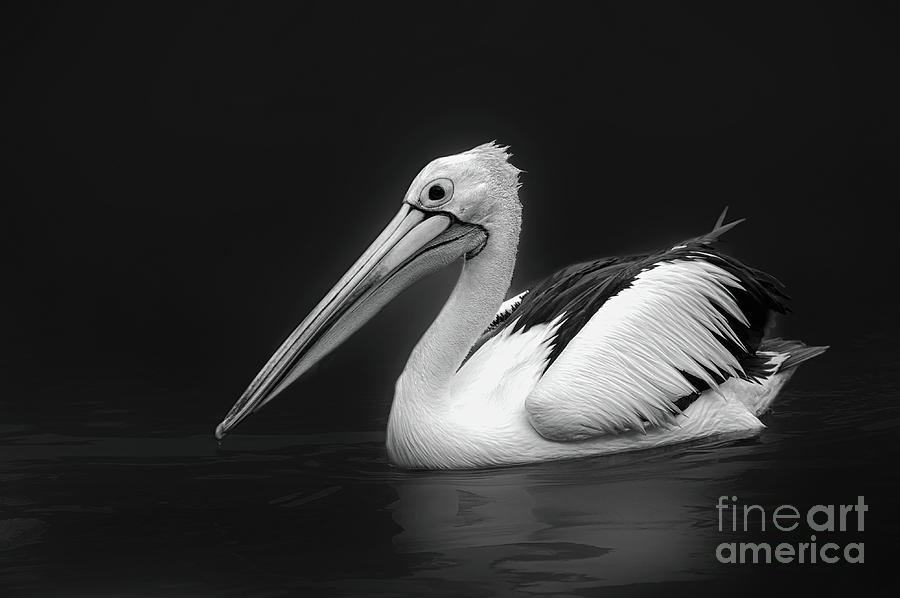 Pelican Photograph - Pelican 2 by Charuhas Images