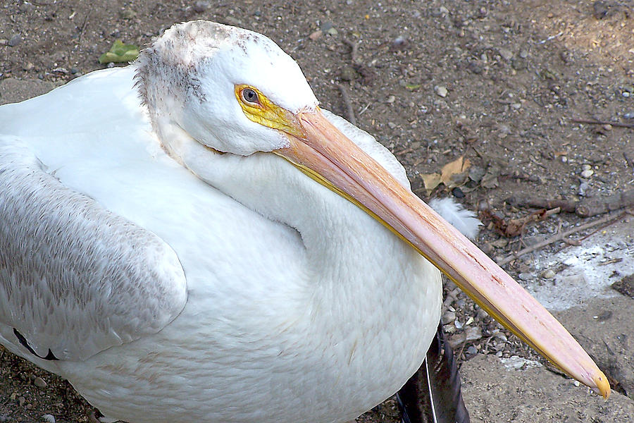 Pelican 2 Photograph by Gene Tatroe
