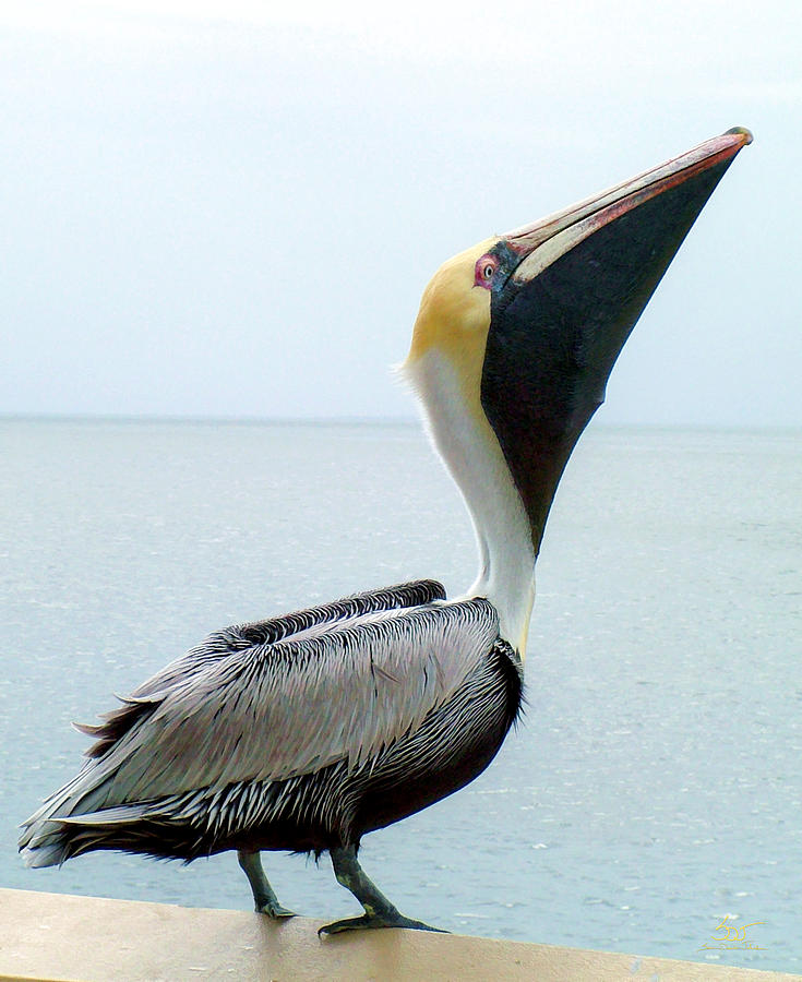 Pelican 2 Photograph by Sam Davis Johnson