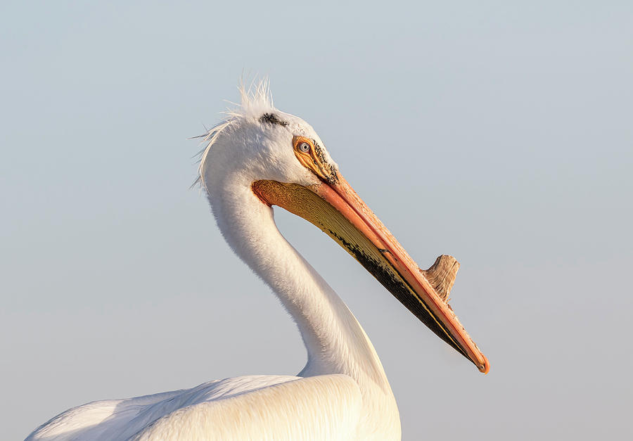 Pelican 2017-2 Photograph by Thomas Young