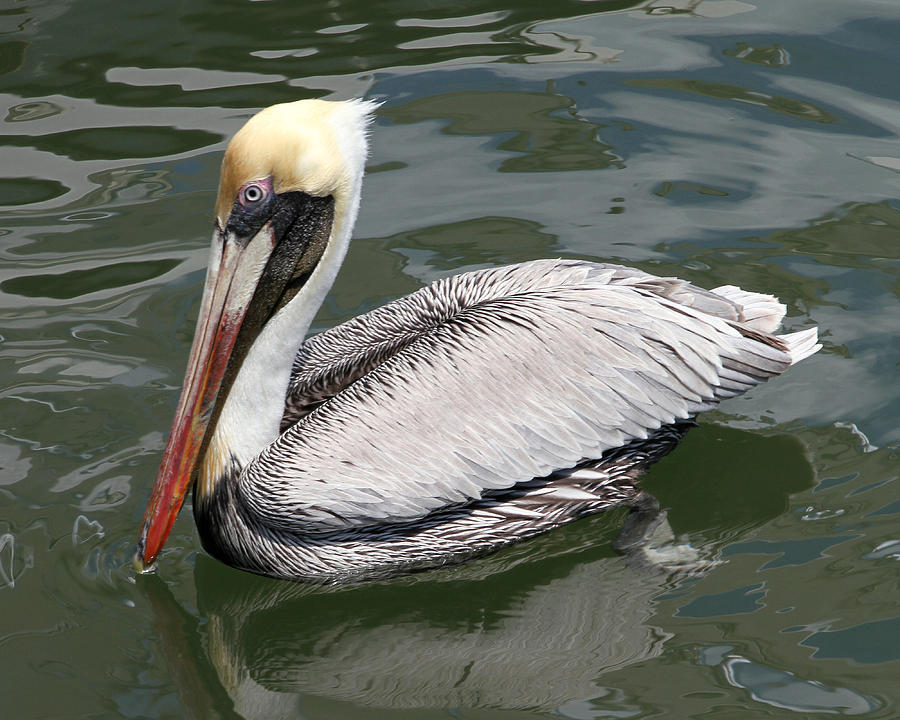 Pelican 3 Photograph by Bob Slitzan