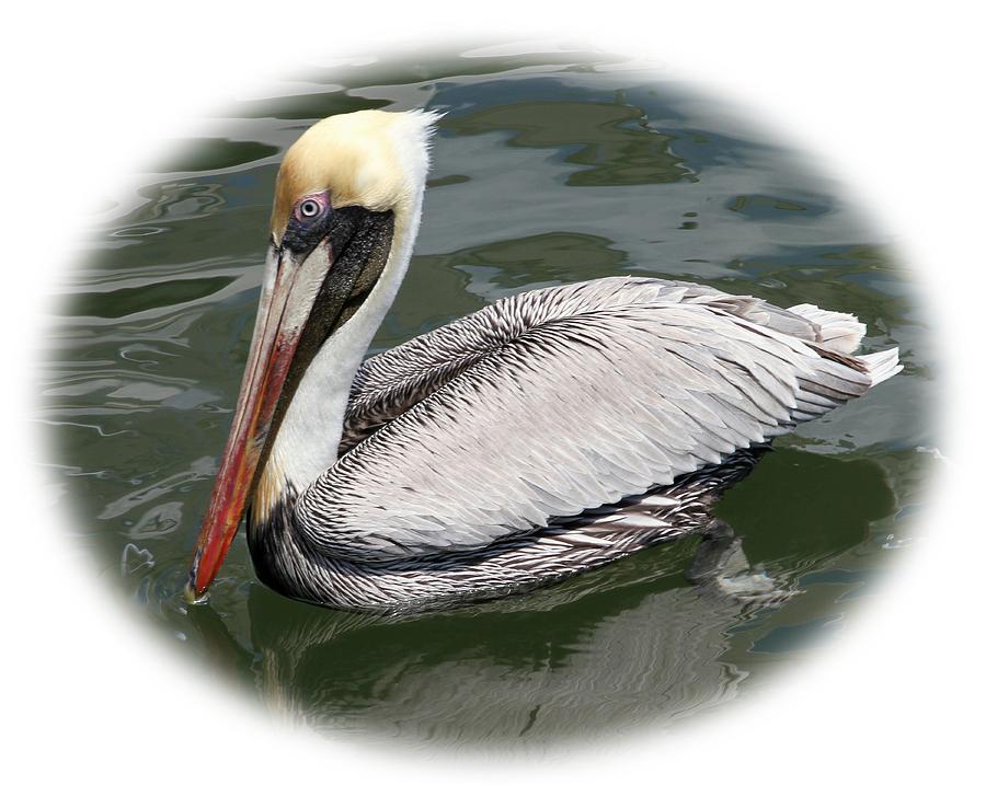 Pelican Photograph - Pelican 3 Vignette by Bob Slitzan