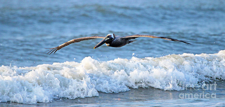 Pelican   3526 Photograph by Jack Schultz