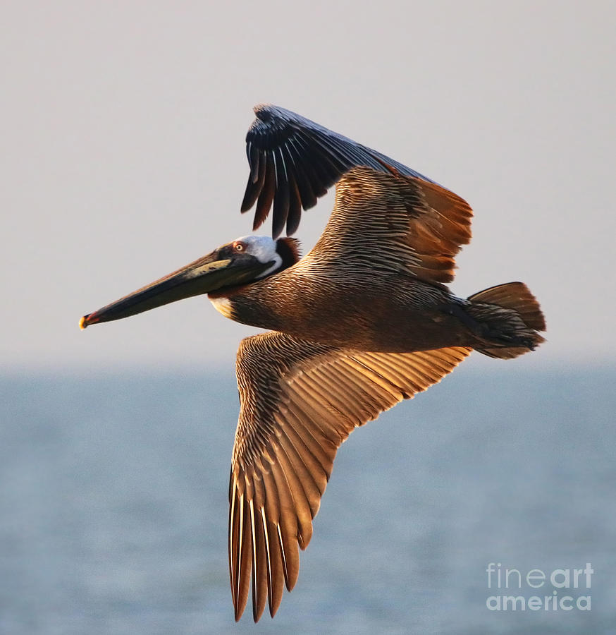 Pelican 3534 Photograph by Jack Schultz