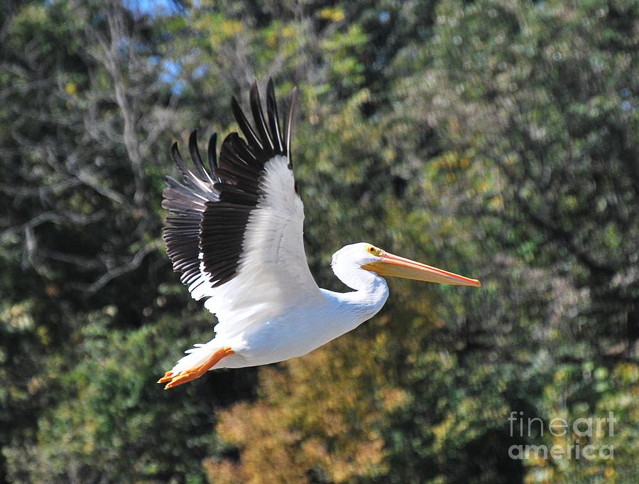 Pelican 4 Photograph by Ken DePue