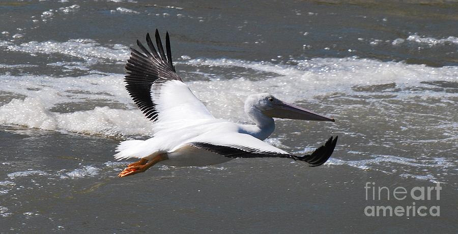 Pelican 5 Photograph by Ken DePue