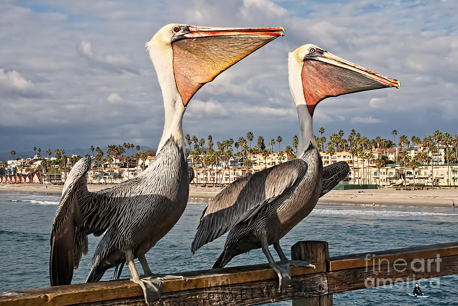 Pelican - A Happy Landing Photograph by Gabriele Pomykaj