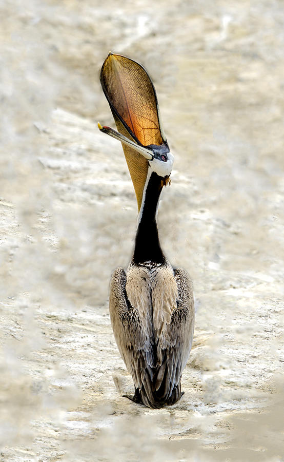 Pelican Airing Out His Pouch Photograph by William Bitman
