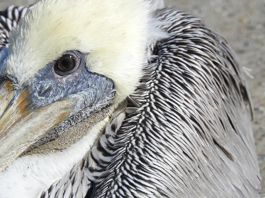 Pelican Alert Photograph by Jan Gelders