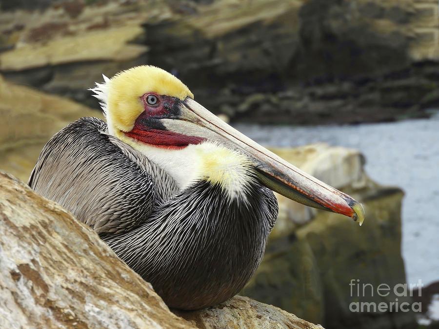 Pelican Among Rocks Photograph by Beth Myer Photography